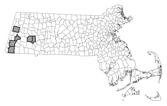 Map showing the distribution of this species in Massachusetts