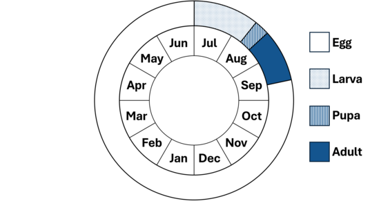 Graphic representation of life cycle, also described in text. 