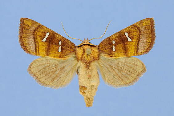 Chain fern borer, Papaipema stenocelis