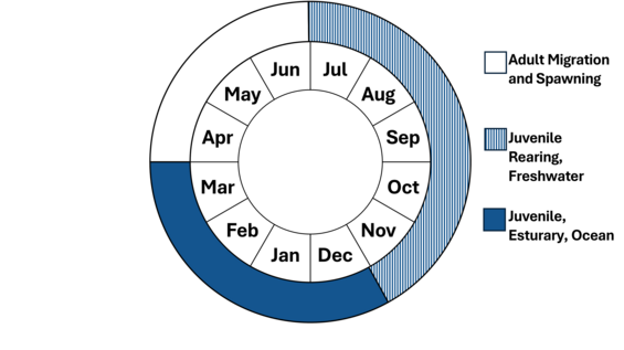 Phenology wheel Alewife