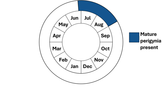 Graphic representation of life cycle, also described in text.