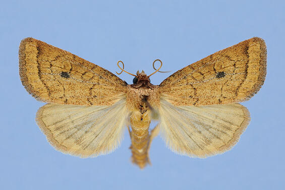 Cordgrass borer, Photedes inops