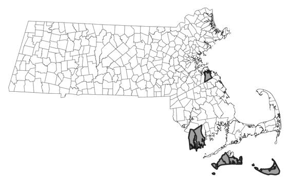 Map showing the distribution of this species in Massachusetts