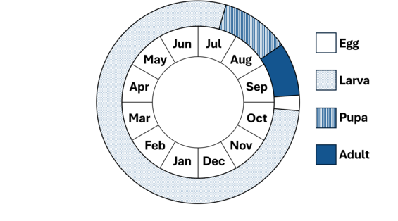 Graphic representation of life cycle, also described in text.