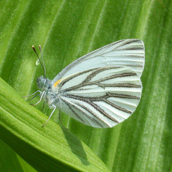 Mustard white (Pieris oleracea), spring form, underside