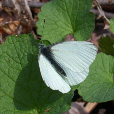 Mustard white (Pieris oleracea), spring form, upper side