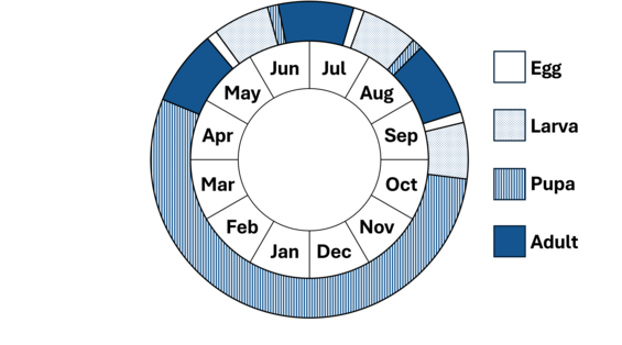 Graphic representation of life cycle, also described in text.