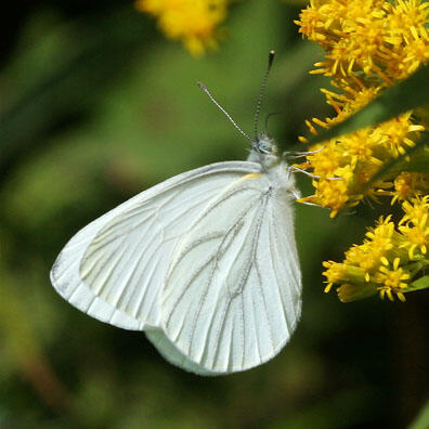 Mustard white (Pieris oleracea), summer form, underside