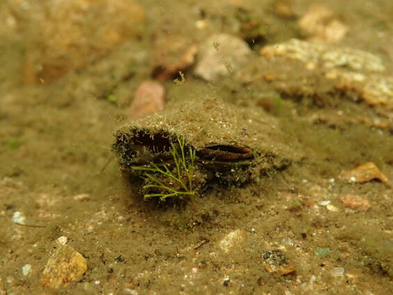 eastern pondmussel 