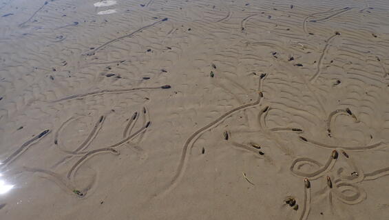 Freshwater mussel tracks in exposed substrate as a result of low water levels caused by prolonged drought and water withdrawal.