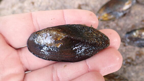 eastern pondmussel 