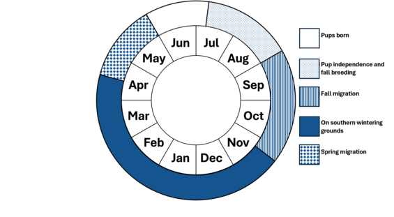Silver-haired bat phenology