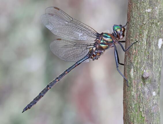 Incurvate emerald (Somatochlora incurvata)