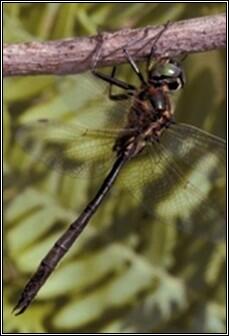 Kennedy's emerald