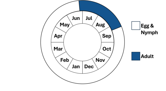 Graphic representation of life cycle, also described in text.