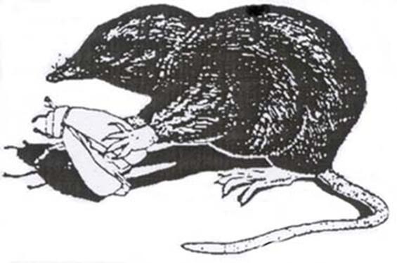 Rock shrew