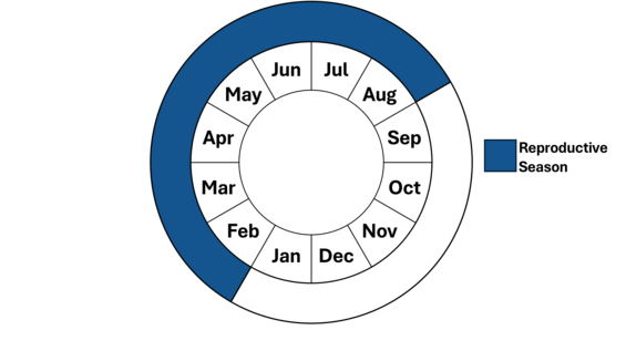 Graphic representation of life cycle, also described in text.