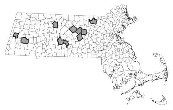 Map showing the distribution of this species in Massachusetts