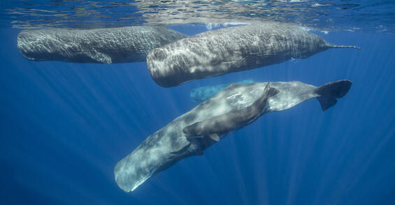 Pod of Sperm whales