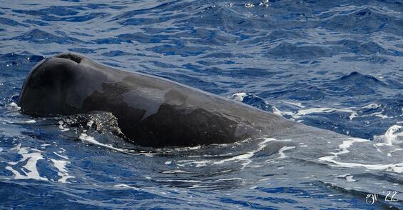 Sperm whale blowhole