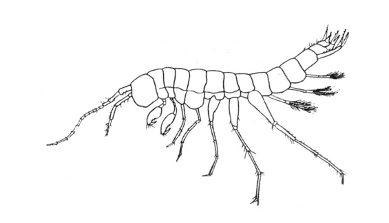 Taconic cave amphipod
