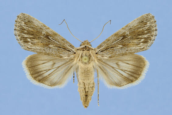 Dune sympistis, Sympistis riparia