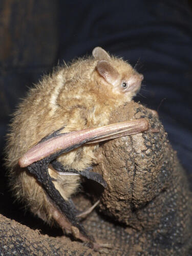 Tricolored Bat