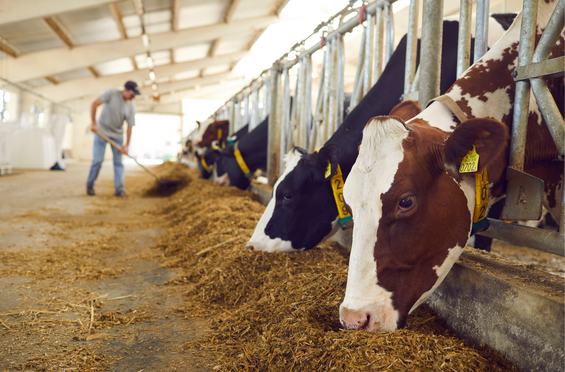 Dairy Cattle in Barn