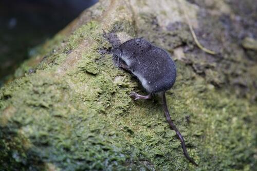 water shrew