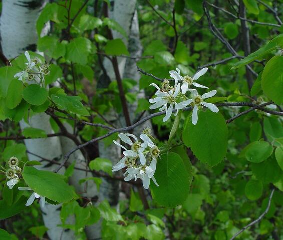 Round-leaved shadbush flowers