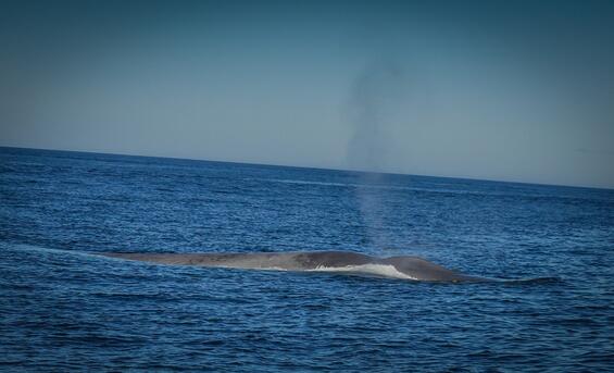 Blue whale spouting at the surface