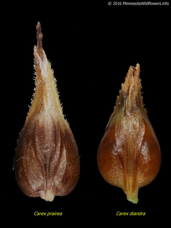 Comparison of the perigynia of look-alike species. Prairie sedge on the left and panicled sedge on the right.