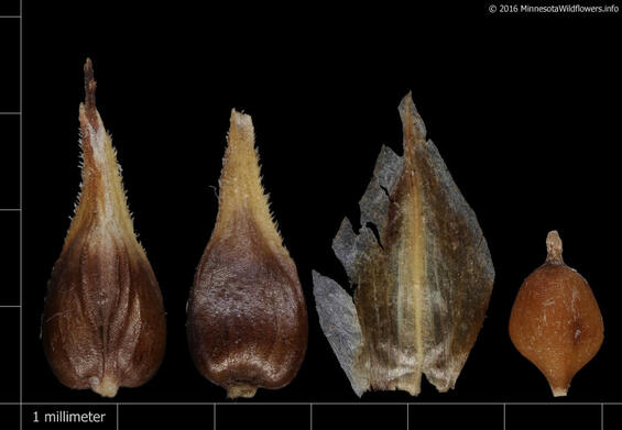 Carex prairea perigynia, pistillate scale and achene