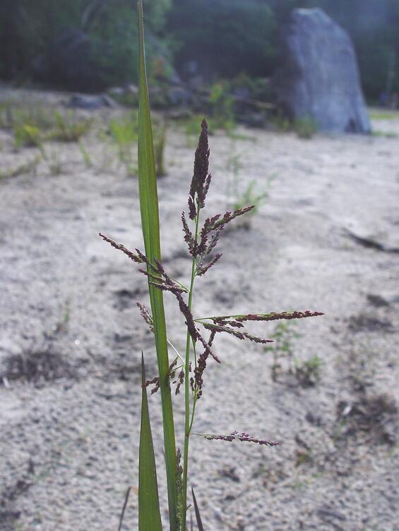 Long-leaved panic-grass (Coleataenia longifolia spp. longifolia) 