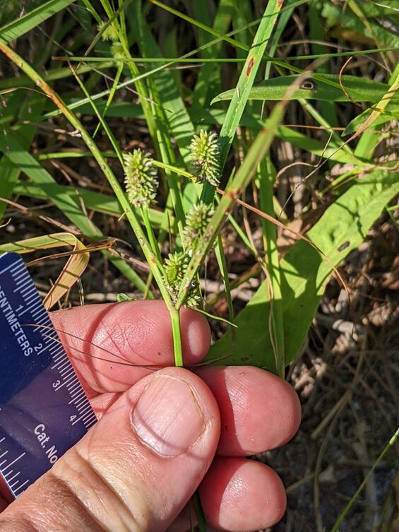 Cyperus retrorsus Plant
