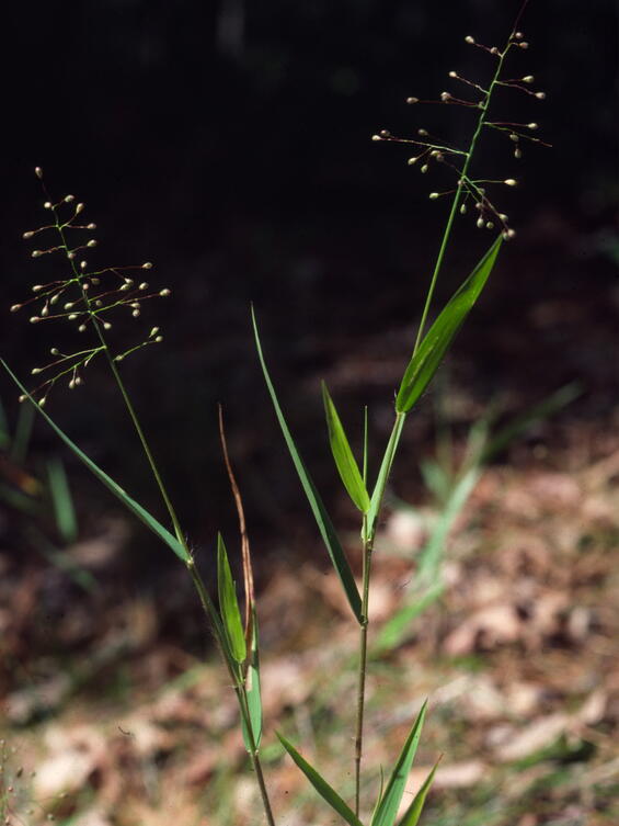 Dichanthelium commonsianum plant
