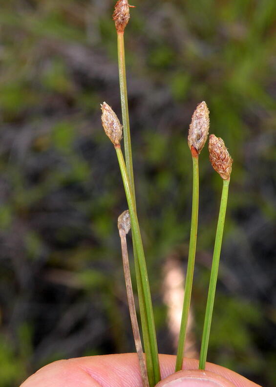 Eleocharis melanocarpa fruiting heads 
