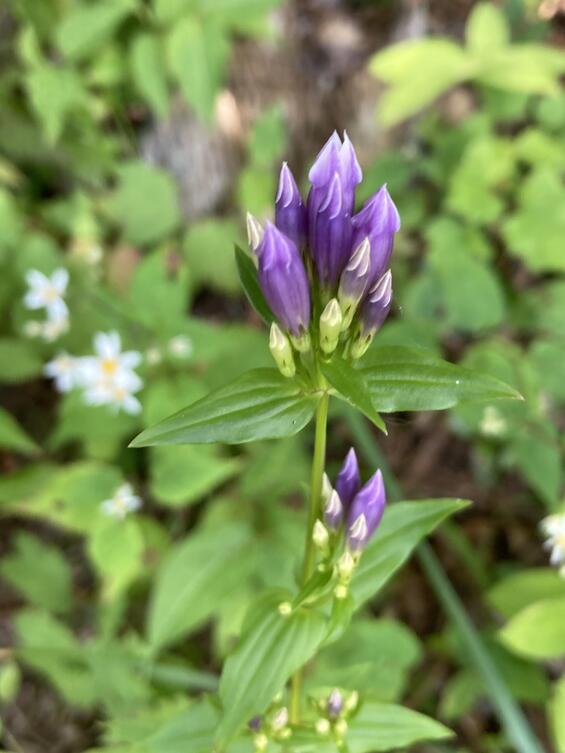 stiff gentian