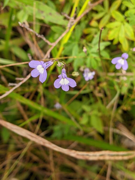 Lobelia kalmii