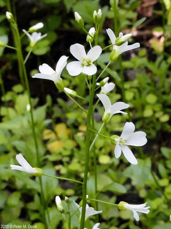 Cardamine bulbosa in bloom 