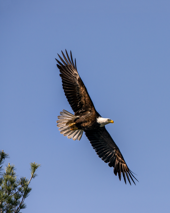 Bald eagle