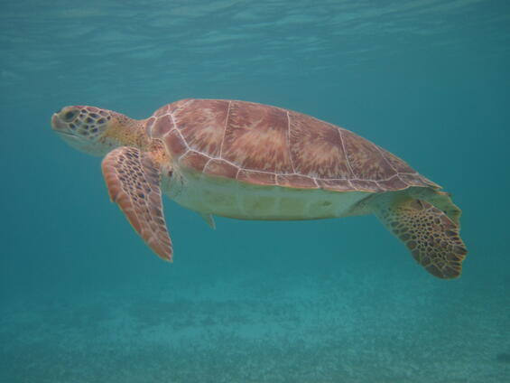 Young adult green sea turtle.