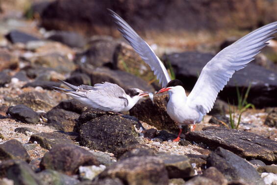 Common tern