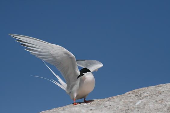 Roseate tern