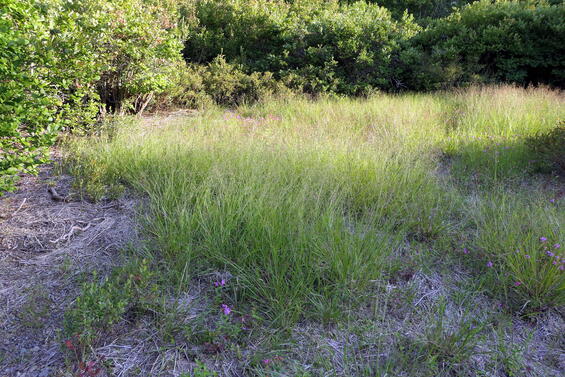 Coleataenia longifolia ssp longifolia population in habitat. Photo by Doug McGrady.