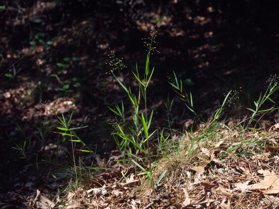 Dichanthelium commonsianum plants in habitat