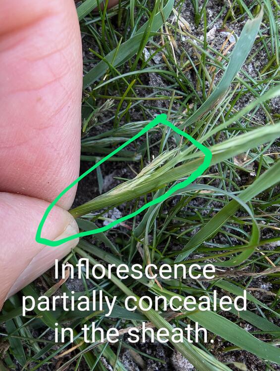 The inflorescence is partially concealed in the leaf sheaths.