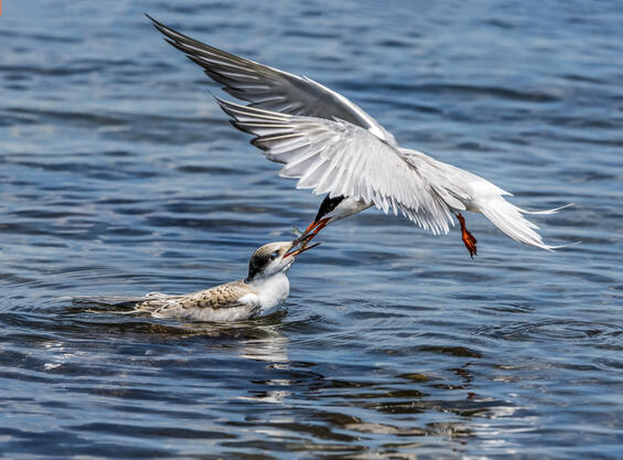 Common tern