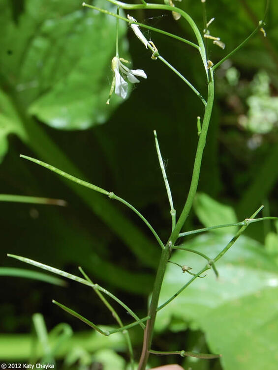 Cardamine bulbosa siliques 