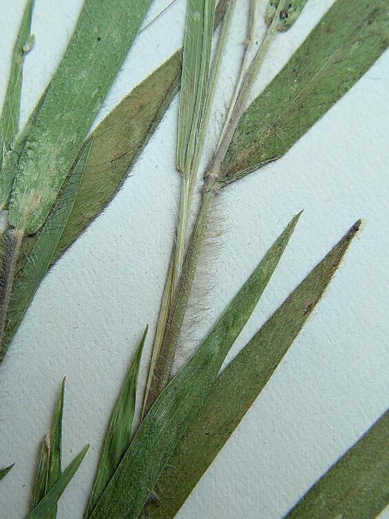 Dichanthelium commonsianum pubescent leaves and sheaths